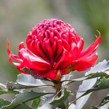 Telopea Red Embers - Waratah