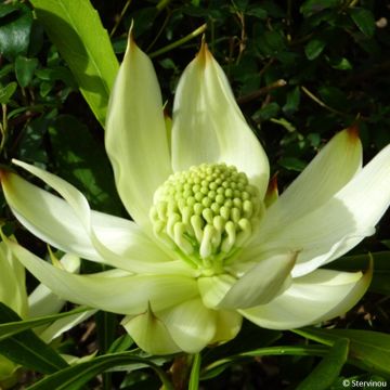 Telopea speciosissima White - Waratah