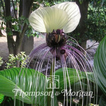 Tacca integrifolia Nivea (semillas) - Flor murciélago blanca