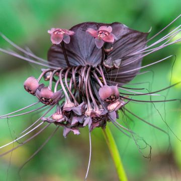 Tacca chantrieri - Planta murciélago