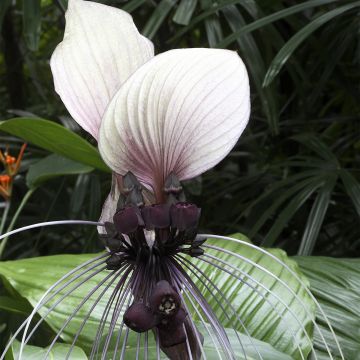 Tacca integrifolia Nivea - Flor murciélago blanca