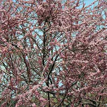 Tamarix ramosissima Pink Cascade - Taray catina