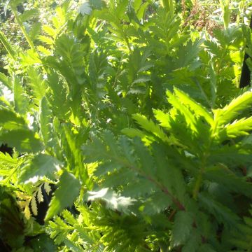 Tanaceto (planta) - Tanacetum vulgare