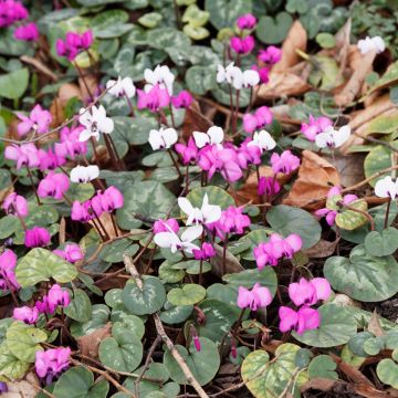 Tapiz floral de invierno - Cyclamen Coum rosas y blancos