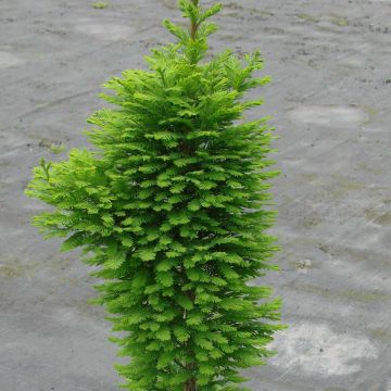 Taxodium distichum Pevé Minaret - Ciprés de los pantanos