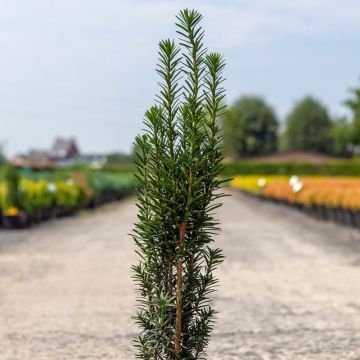 Tejo Black Tower - Taxus baccata fastigiata