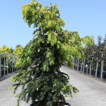 Tejo Dovastonii Aurea - Taxus baccata