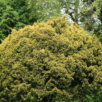 Tejo Elegantissima - Taxus baccata