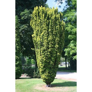 Tejo Fastigiata Aurea - Taxus baccata