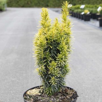 Tejo Ivory Tower - Taxus baccata