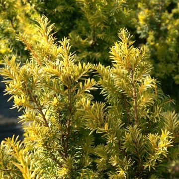 Tejo Kupfergold - Taxus baccata