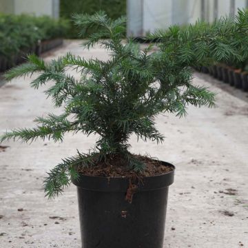 Tejo Repandens - Taxus baccata