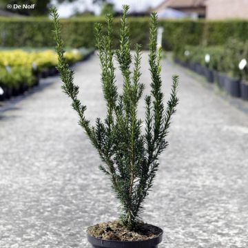 Tejo híbrido Hillii - Taxus media