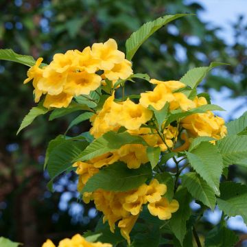 Tecoma stans - Bignonia amarilla