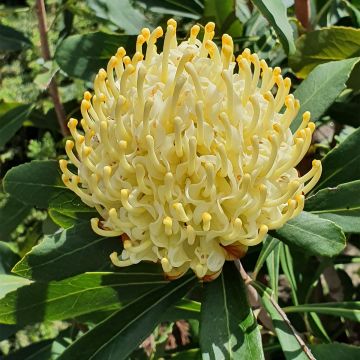 Telopea speciosissima Shady Lady Yellow - Waratah