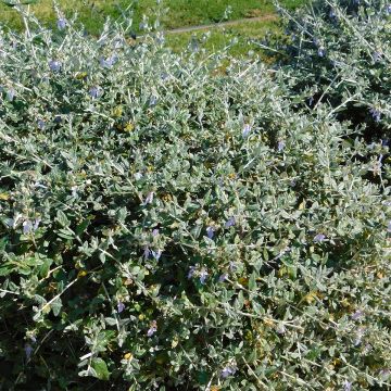 Teucrium fruticans - Olivilla