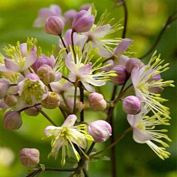 Thalictrum Anne