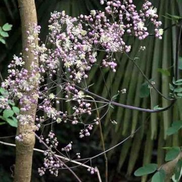 Thalictrum Elin