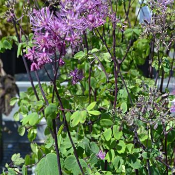 Thalictrum Purplelicious