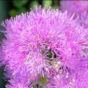 Thalictrum aquilegifolium Thundercloud