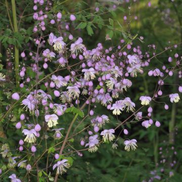 Thalictrum delavayi - Talictro