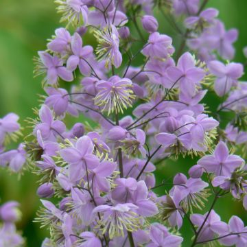 Thalictrum delavayi Ankum