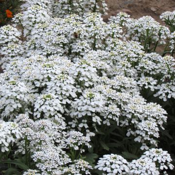 Iberis Géant à fleurs de jacinthe