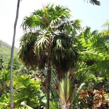 Thrinax parviflora