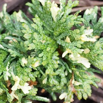 Thuja orientalis Fleck - Tuya oriental