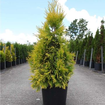 Thuja plicata 4 Ever Goldy