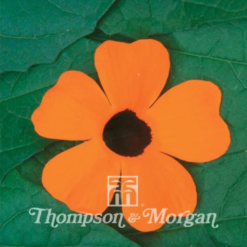 Thunbergia alata Superstar orange