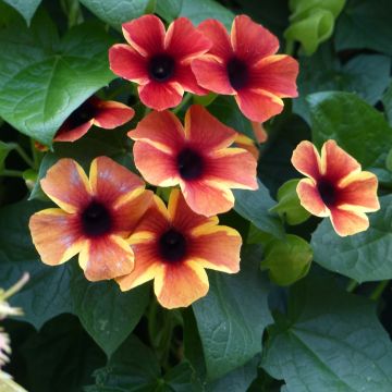 Thunbergia alata Tangerine Slice