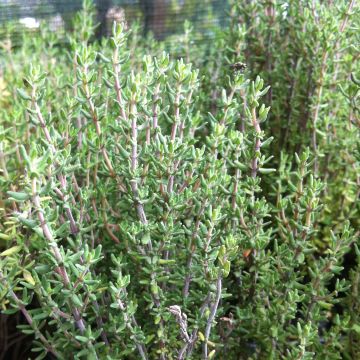 Tomillo Bio (plantas) - Thymus officinalis