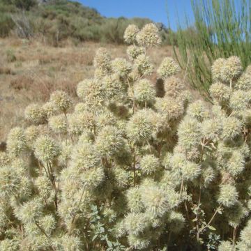 Tomillo - Thymus mastichina