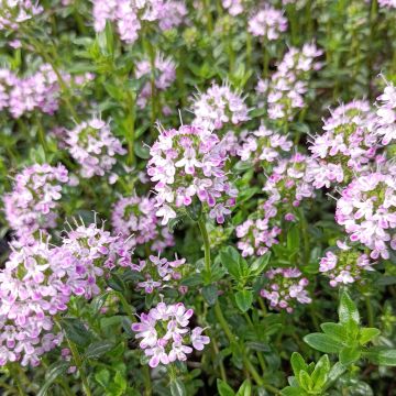 Tomillo - Thymus nitens