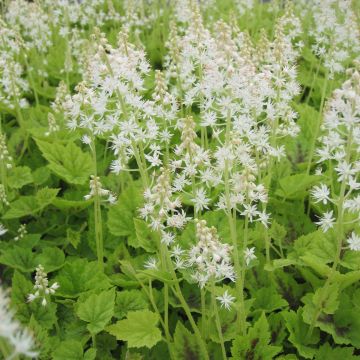 Tiarella cordifolia Appalachian Trail