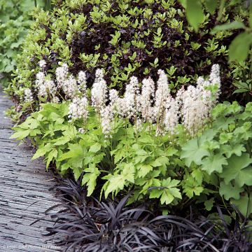 Tiarella Crow Feather