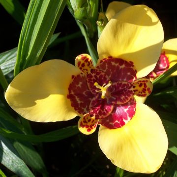 Tigridia pavonia Aurea - Flor de tigre