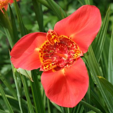 Tigridia pavonia Speciosa - Flor de tigre