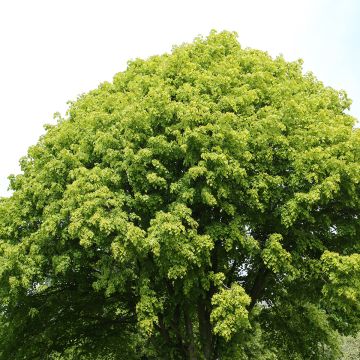 Tilia europaea Wratislaviensis