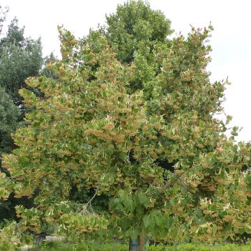 Tilia henryana - Tilo de Henry