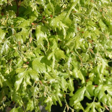 Tilia platyphyllos Laciniata