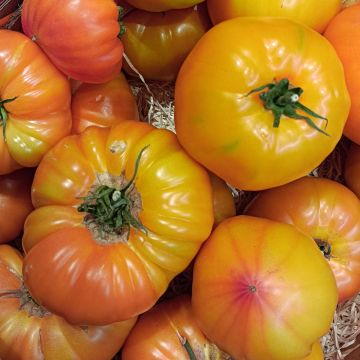 Tomate piña Ananas