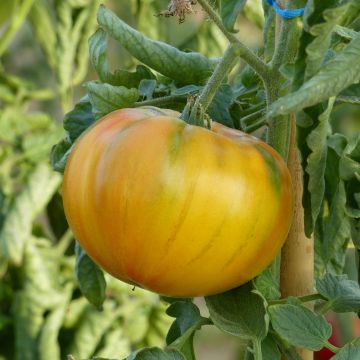 Tomate piña Ananas (Plantas)