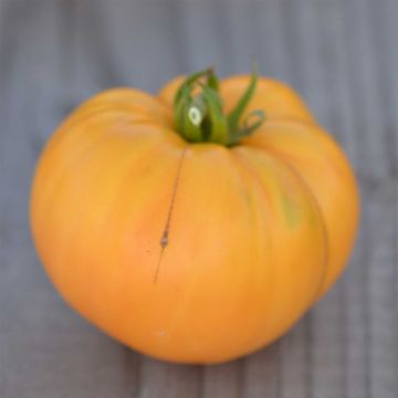 Tomate Big White Pink Stripes