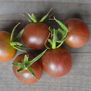 Tomate Black Cherry BIO