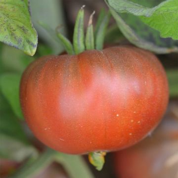 Tomate Black Sea Man