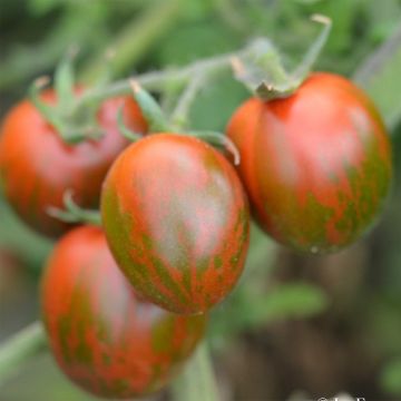 Tomate Black Zebra Cocktail