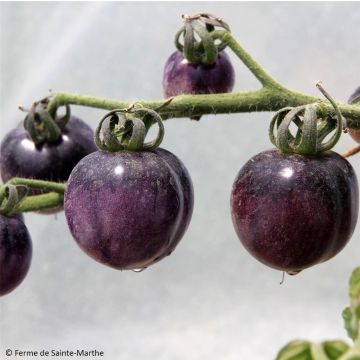 Tomate Bosque Blue