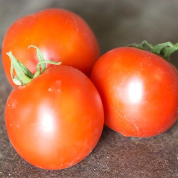 Tomate Budaï Torpe